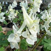 Corydalis caucasica (malkensis) subsp. caucasica